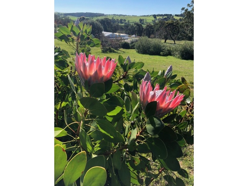 198 Nunn Road, Myponga SA 5202