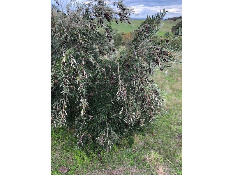 198 Nunn Road, Myponga SA 5202