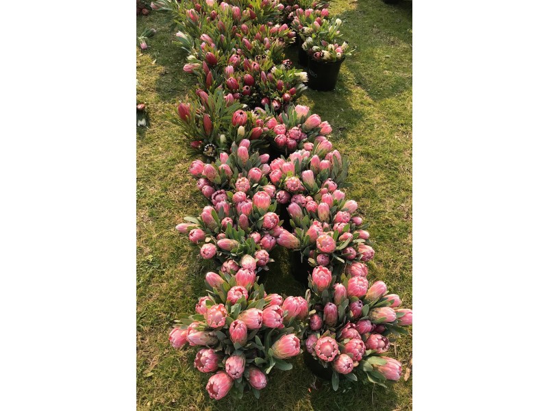 198 Nunn Road, Myponga SA 5202