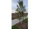 Lot 1157 Apple Street, Gillieston Heights NSW 2321