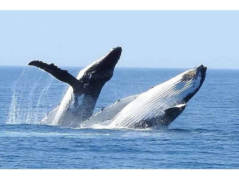 33 Kalgaritch Avenue, West Busselton WA 6280