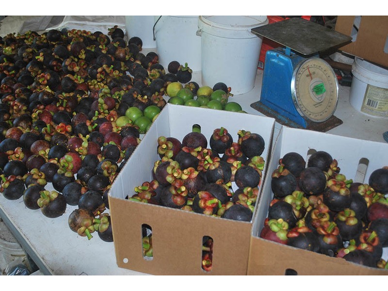 662 El Arish Mission Beach Road, Mission Beach QLD 4852