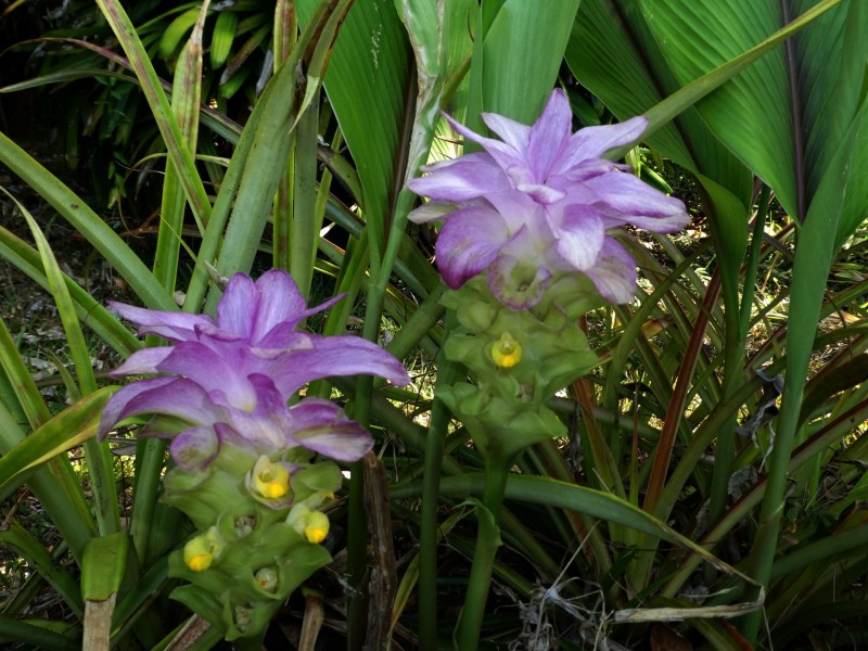 662 El Arish Mission Beach Road, Mission Beach QLD 4852