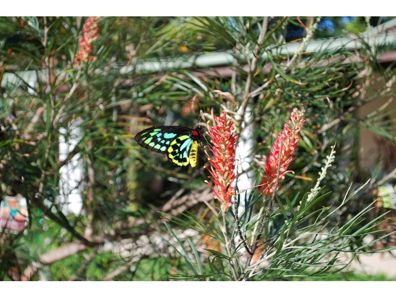 662 El Arish Mission Beach Road, Mission Beach QLD 4852