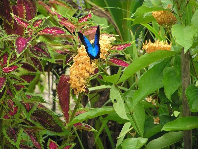 662 El Arish Mission Beach Road, Mission Beach QLD 4852