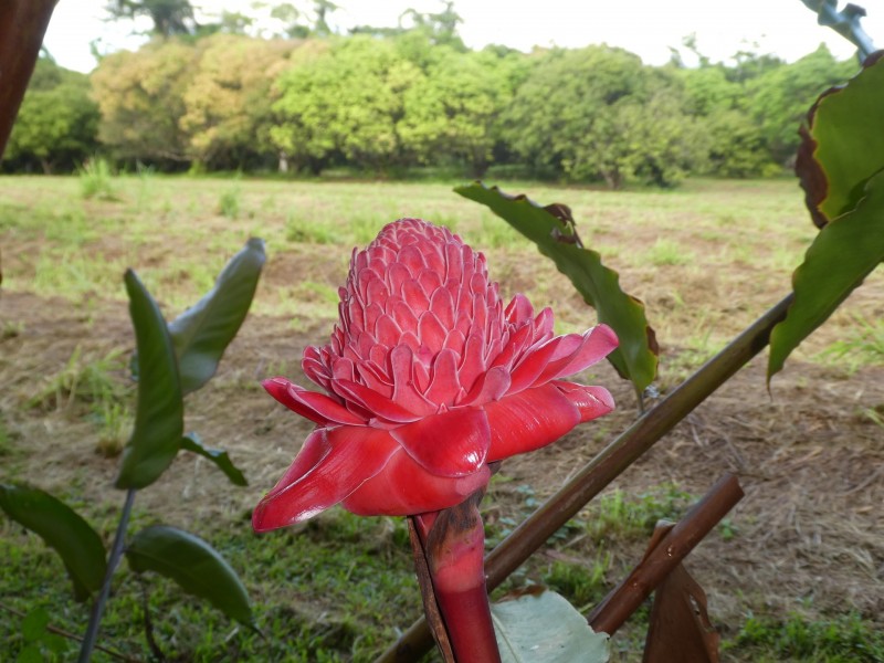 662 El Arish Mission Beach Road, Mission Beach QLD 4852