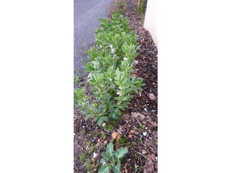 6333/38a Buckley St, Denmark WA 6333