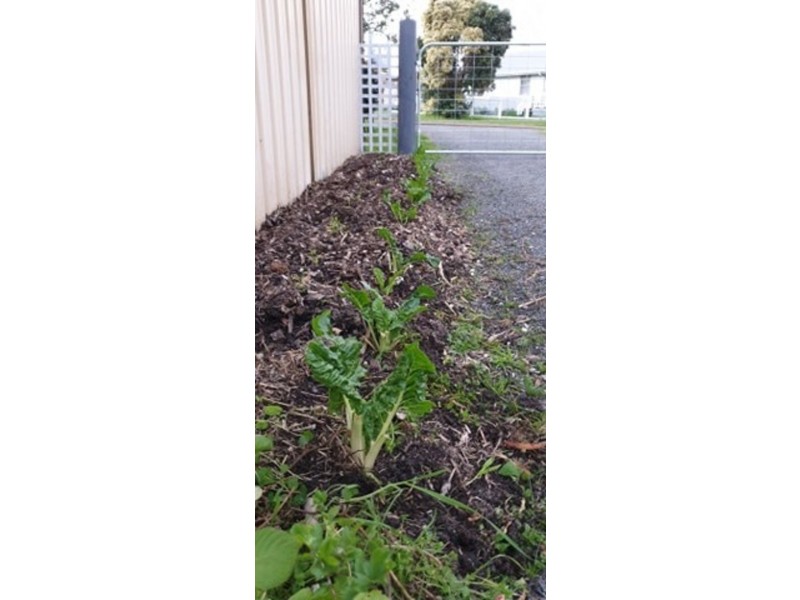 6333/38a Buckley St, Denmark WA 6333