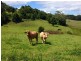 35 Cougal Road, Carool NSW 2486