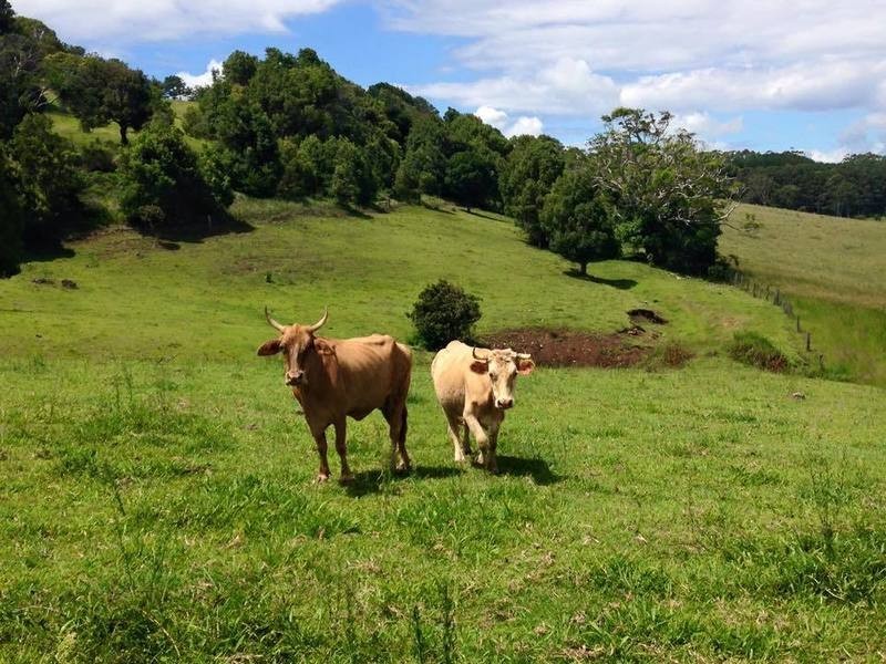 35 Cougal Road, Carool NSW 2486