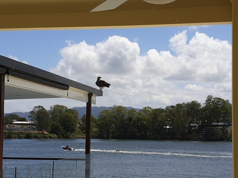 49 Brittany Drive, Oxenford QLD 4210