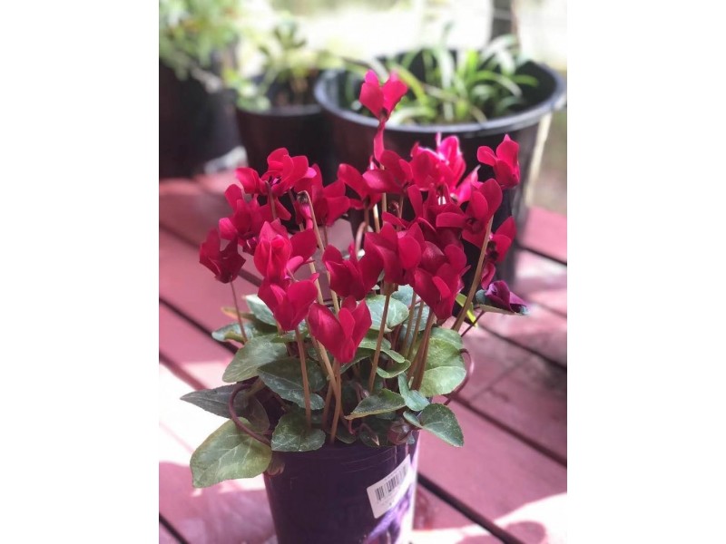 5 Lakeview Court, Glen Waverley VIC 3150