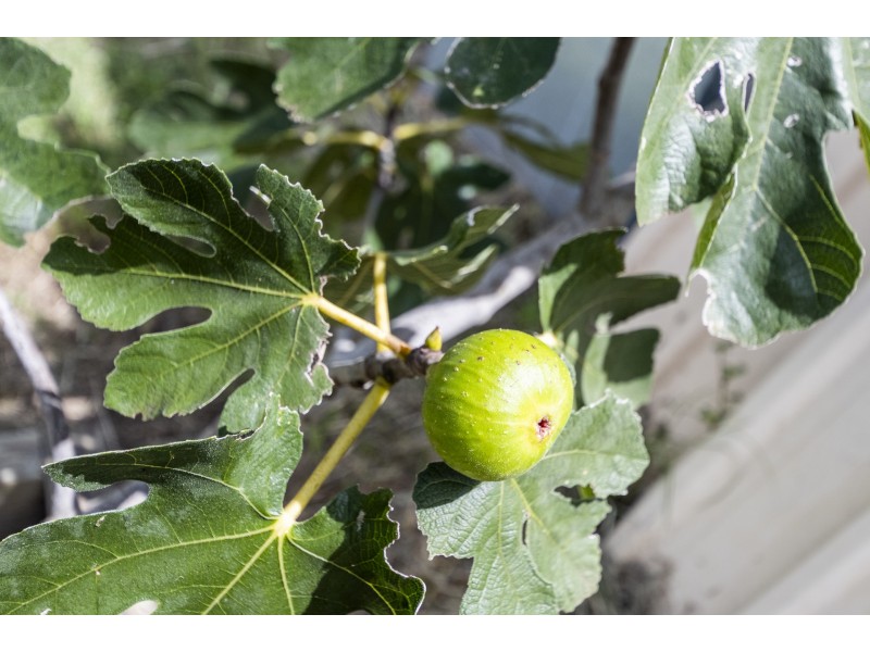 27 MOOKIN STREET, Tucabia NSW 2462