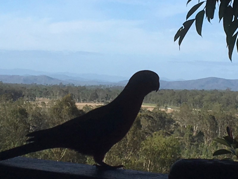 622 Calliope River Road, Gladstone QLD 4680