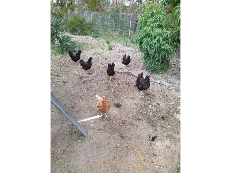 1829 Bundarra Road, Armidale NSW 2350