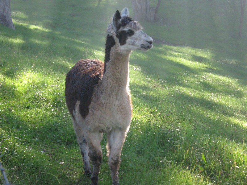 100 Mcwilliam Drive, Douglas Park NSW 2569