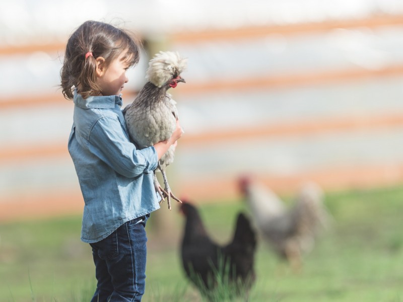 .303 Clarendon Road, Fernvale QLD 4306