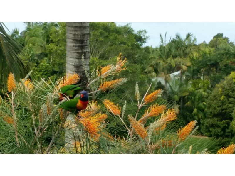 42 Bilin Road, Myocum NSW 2481