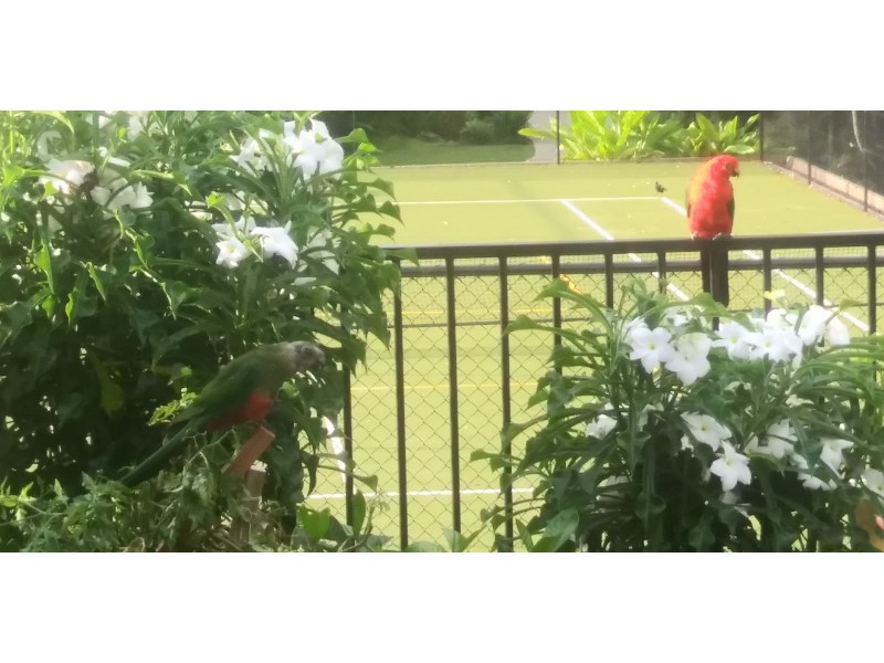 84/25 Owen Creek Road, Forest Glen QLD 4556