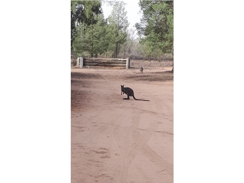 412 West Maiala Road, Balladoran NSW 2831