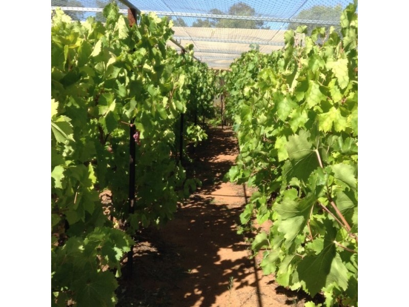 412 West Maiala Road, Balladoran NSW 2831