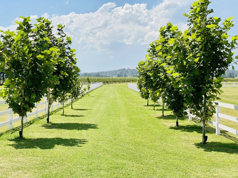 386 Wilderness Road, Lovedale NSW 2325