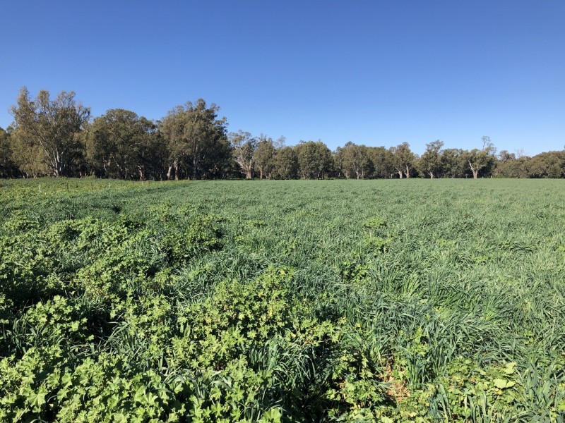727 Wandary Lane, Forbes NSW 2871