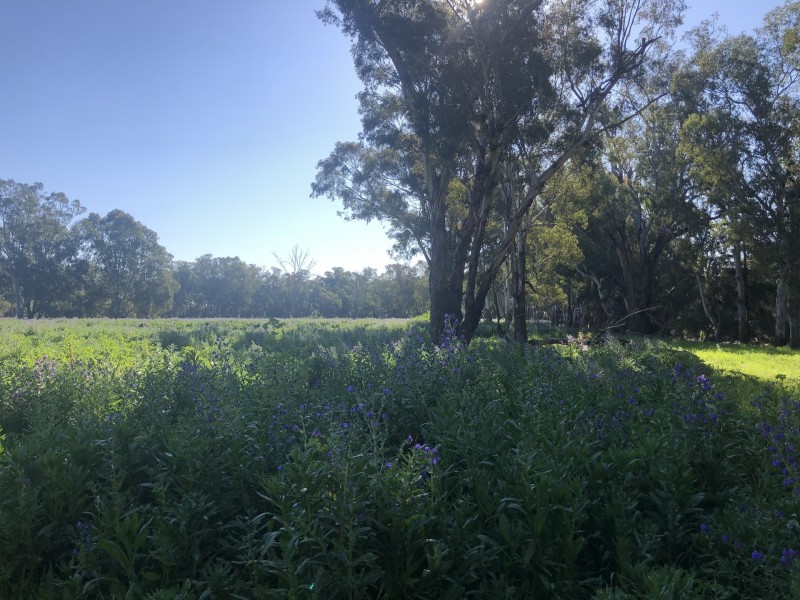 727 Wandary Lane, Forbes NSW 2871