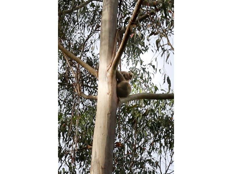 61 Turpins Road, Madalya VIC 3971