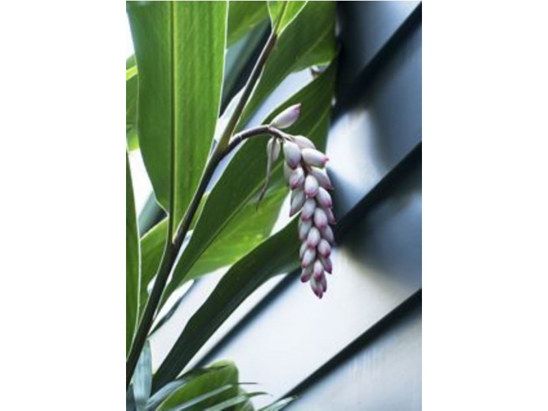 51 Nullaburra Road, Newport NSW 2106