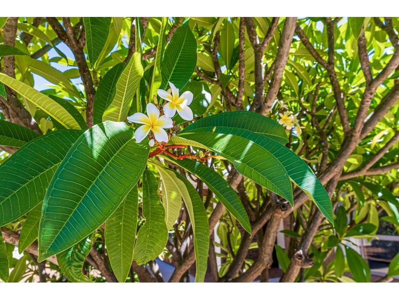 1 Harwood Place, Andrews Farm SA 5114