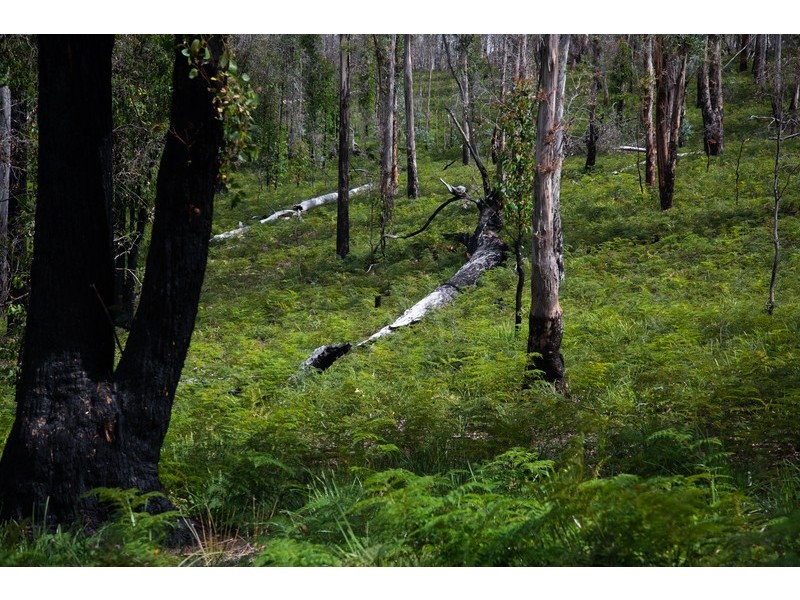 1008 Marked Tree Road, Hamilton TAS 7140