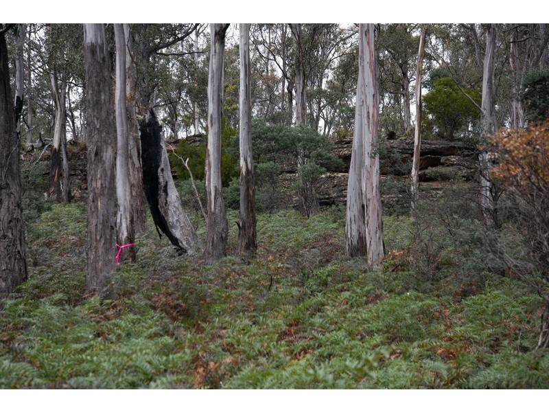 1008 Marked Tree Road, Hamilton TAS 7140