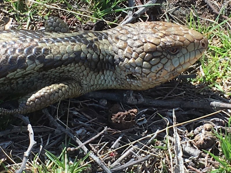 1008 Marked Tree Road, Hamilton TAS 7140