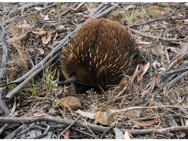 1008 Marked Tree Road, Hamilton TAS 7140