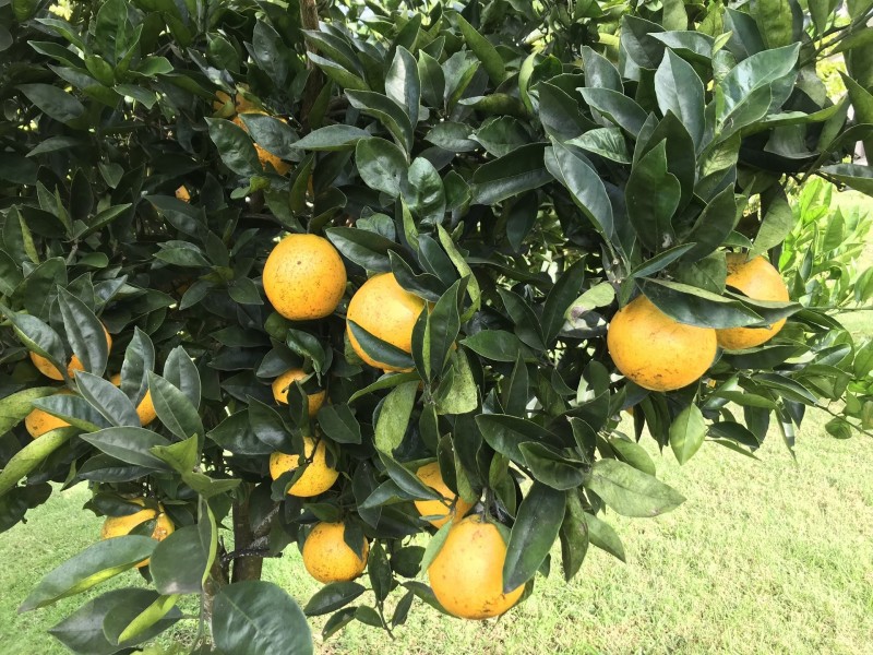 21 Lorikeet Lane, Maleny QLD 4552