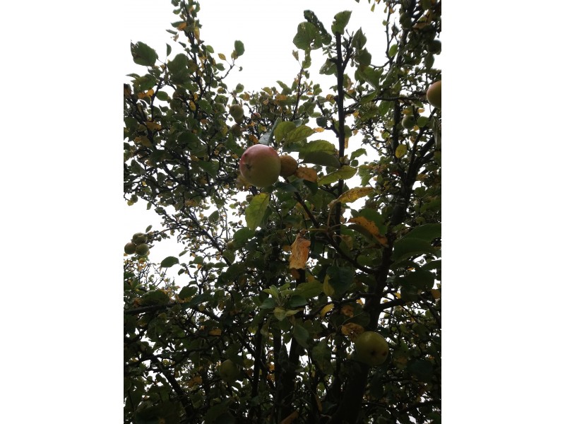 44 Maude Street, Ararat VIC 3377