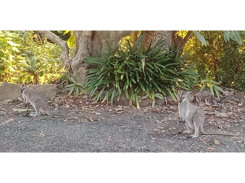 2-4 Hill Street, Kyogle NSW 2474