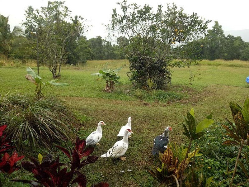 Mena Creek QLD 4871