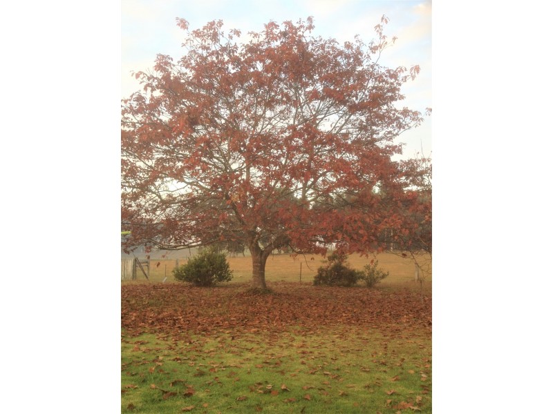 395 Wairewa Road, Wairewa VIC 3887