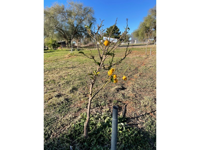 41 Thornber Street, Oaklands NSW 2646