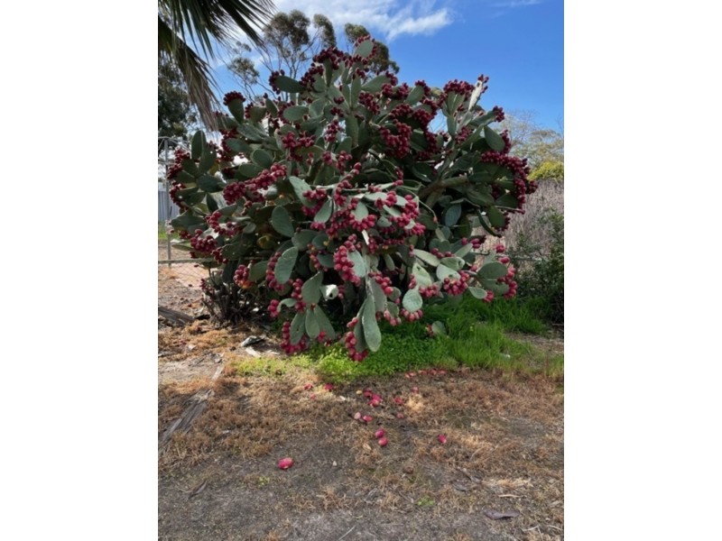 51 AND 53 SCADDAN STREET, Kukerin WA 6352