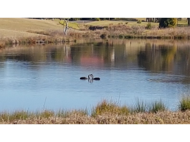 33 MOONLIGHT CCT, Gloucester NSW 2422