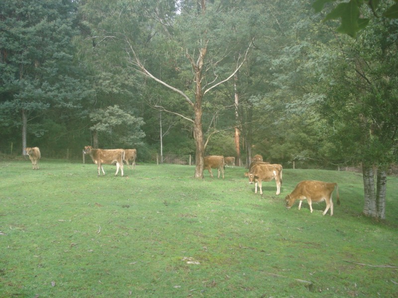 2005 Hatchery Road, Grand Ridge VIC 3870