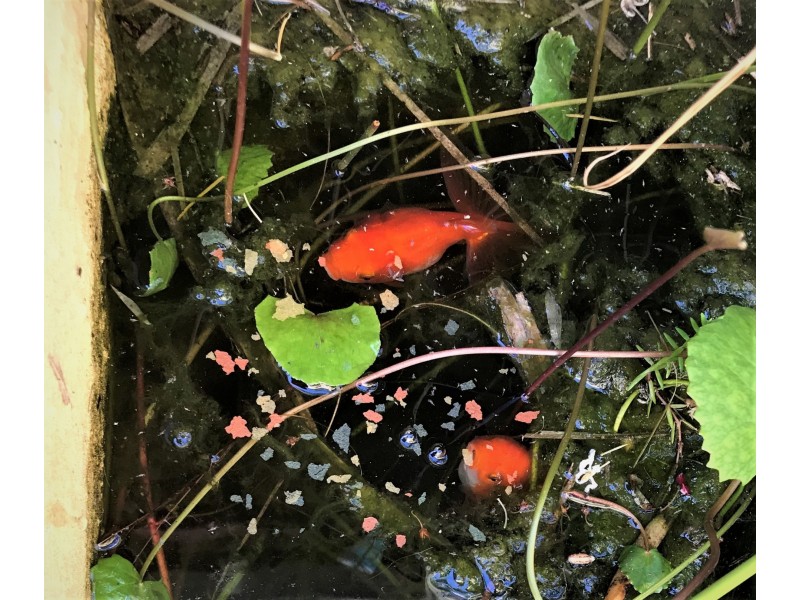 25 Croke Avenue, Northam WA 6401