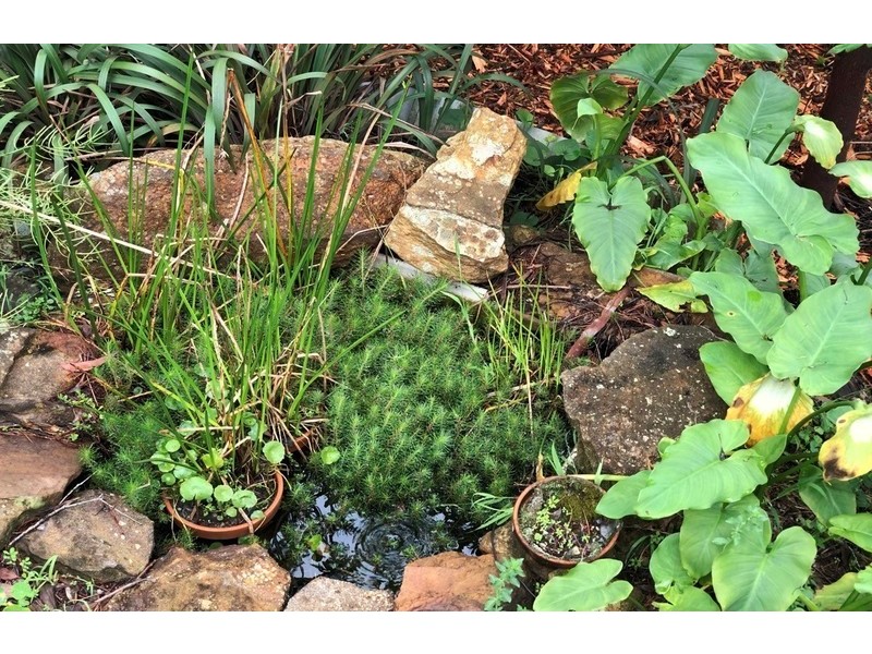 30 Hume Ave, Wentworth Falls NSW 2782