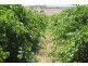 111 Schmerl Road, Auburn SA 5451