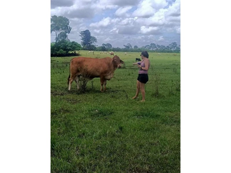 3 The Pines Court, Millbank QLD 4670