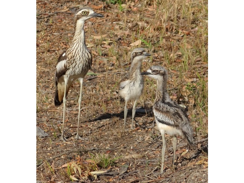 11 Camena Street, Macleay Island QLD 4184