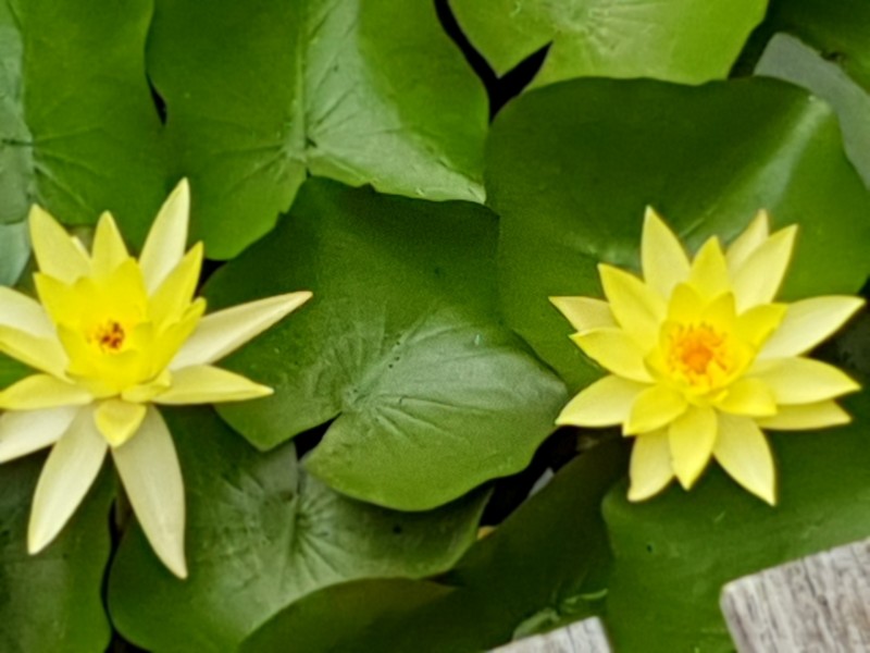 212 Gallaghers Lane, Ashby Heights NSW 2463